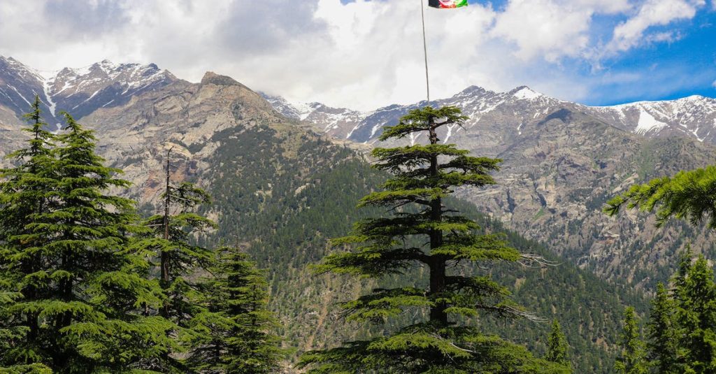 pine-trees-near-mountain