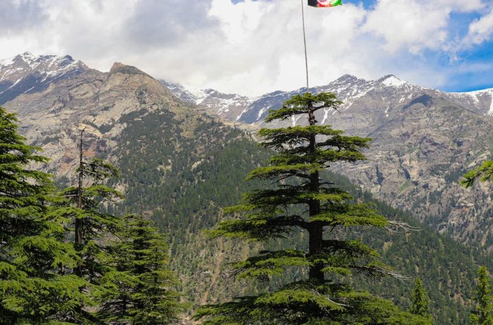 pine-trees-near-mountain